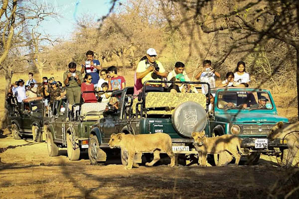 Gir National park