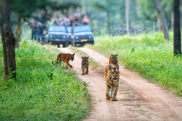 Wildlife safari
